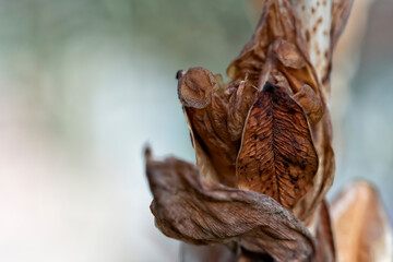 Detail of the seeds of an Gladiolus in the garden