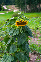 Lonely sunflower flower at the edge of the field.