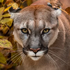 Poster Portrait of Beautiful Puma in autumn forest. American cougar - mountain lion, striking pose, scene in the woods, wildlife America. © Denis