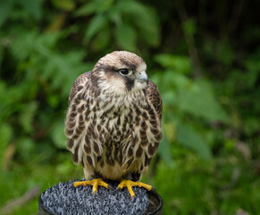 A Peregrine falcon closeup in a falcrony in saarburg, copy space