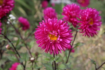 pink and yellow flower