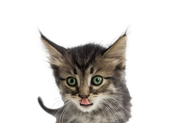 Cute fluffy kitten, isolated, portrait