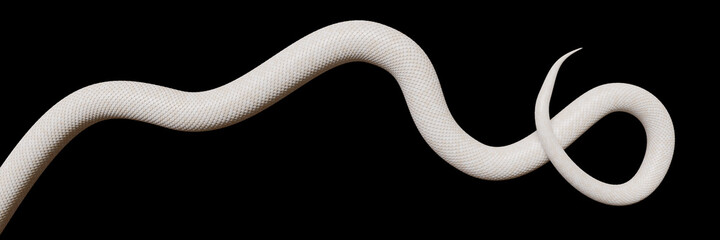 tail of a white snake, isolated on black background banner - obrazy, fototapety, plakaty