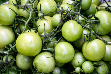 Harvested green tomatoes from the garden in autumn. The last harvest.