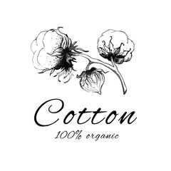 Cotton plant. Hand drawn floral cotton vector logo. Inscription. Botanical illustrations.