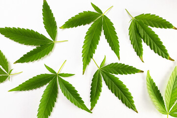 close-up green cannabis leaves on a white background