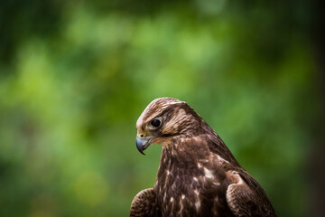 A lugger falcon closeup in a falcrony in saarburg, copy space