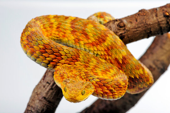 Green bush viper // Gr&uuml;ne Buschviper, Rankschuppige Buschviper (Atheris squamigera)