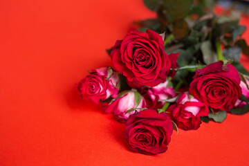 a bouquet of flowers. pink roses on a red background