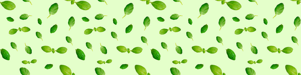 Fresh green basil leaves isolated on green background. Top view. Flat lay. Seamless pattern