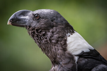 A vulture raven closeup in a falcrony in saarburg, copy space
