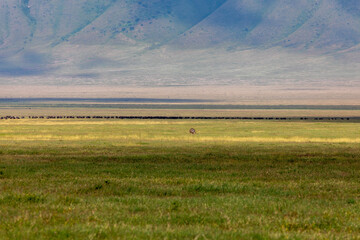 Grassland and Steep Crater Walls of Ngorongoro Crater, Tanzania, Africa with Herd of Cape Buffalo