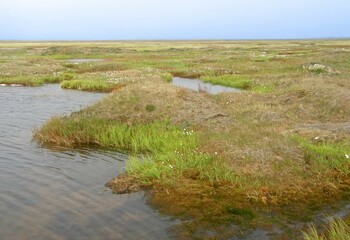 wetlands on a cloudy day in summer in  the arctic tundra in barrow, alaska