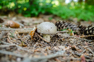 Mushroom in the forest