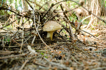 Hidden mushroom in the forest
