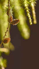 taps on larch branches with green needles in warm sunlight with black background