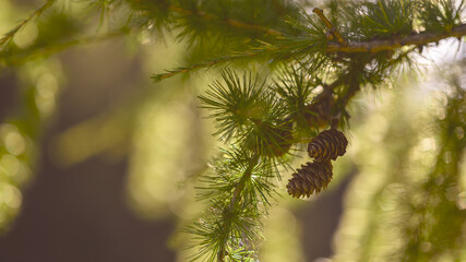 taps on larch branches with green needles in warm sunlight
