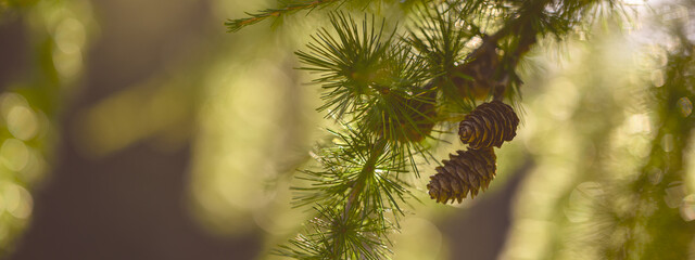 taps on larch branches with green needles in warm sunlight