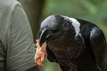 A vulture raven closeup in a falcrony in saarburg, copy space