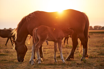 A chestnut draft foal drinking milk, standing on a meadow in the evening sun