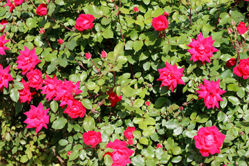 Bright Dark Pink Blooming Rose Bush in the Sunny Outdoors