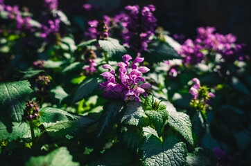 Obraz premium Purple flower