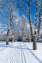 cross-country ski trail on a winter road through a snowy landscape 2