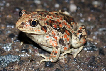  common spadefoot toad (Pelobates fuscus) on the road