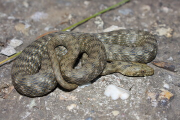 dice snake (Natrix tessellata) in natural habitat