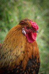 A bankiva chicken closeup in a falcrony in saarburg, copy space