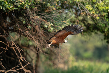 The black-collared hawk (Busarellus nigricollis)