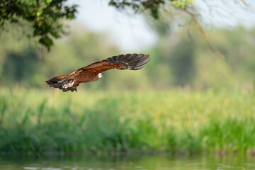 The black-collared hawk (Busarellus nigricollis)