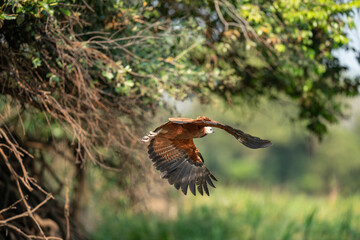 The black-collared hawk (Busarellus nigricollis)