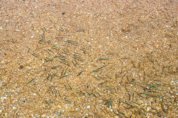 A flock of fry of small green fish in the clear water of the sea. Marine life