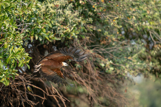 The black-collared hawk (Busarellus nigricollis)