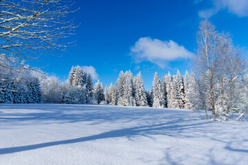 winter landscape of trees covered with fresh snow with blue sky