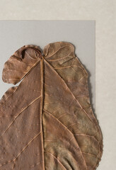 leaf with silver gray paper