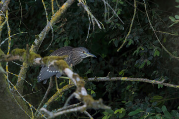Black-crowned Night Heron (Nycticorax nycticorax) juvenile perched on a tree trunk above water foraging