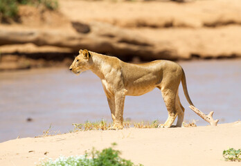 An alert lioness standing on a river bank. Taken in kenya
