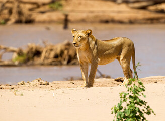 A lioness standing on the bank of a river looking for prey. Taken in Kenya