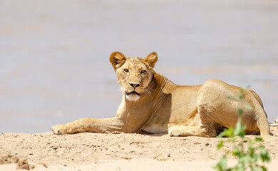 Fototapeta na wymiar A lioness laying on the bank of a river. Taken in Kenya