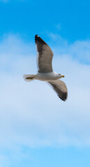 seagull in the sky