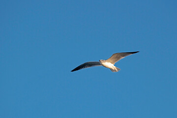 A non-breeding adult Laughing Gull soaring against a blue sky.