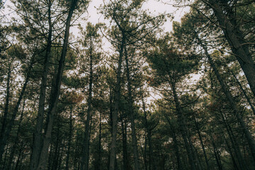 sunset in the forest