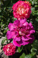 Rosebush,flower. Roses bloom. Blur
