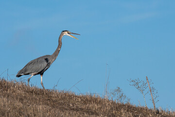 Great Blue Heron Squawking