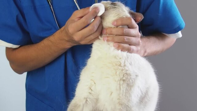 Veterinarian wipe the nose with a cotton pad. Treatment of nose infection snuffle and rheum domestic cat in a veterinary clinic.