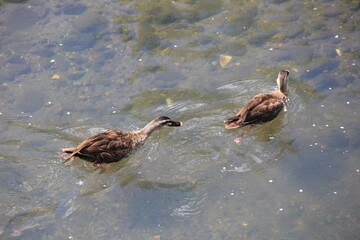 水上で追いかけっこをしている２羽の「カルガモ」