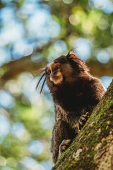 monkey in nature habitat