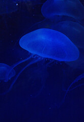 Fototapeta premium jelly fish in the aquarium
